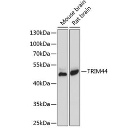 Western Blot - Anti-TRIM44 Antibody (A8719) - Antibodies.com