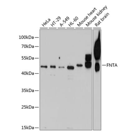 Western Blot - Anti-FNTA Antibody (A16267) - Antibodies.com