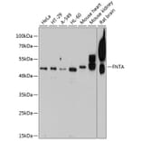 Western Blot - Anti-FNTA Antibody (A16267) - Antibodies.com