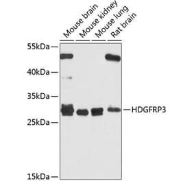 Western Blot - Anti-HDGFL3 Antibody (A16268) - Antibodies.com