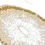 Immunohistochemistry - Anti-HDGFL3 Antibody (A16268) - Antibodies.com