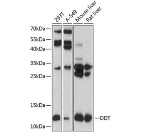 Western Blot - Anti-DDT Antibody (A16269) - Antibodies.com