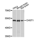 Western Blot - Anti-CHST1 Antibody (A8828) - Antibodies.com