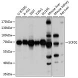 Western Blot - Anti-Sly1 Antibody (A16272) - Antibodies.com