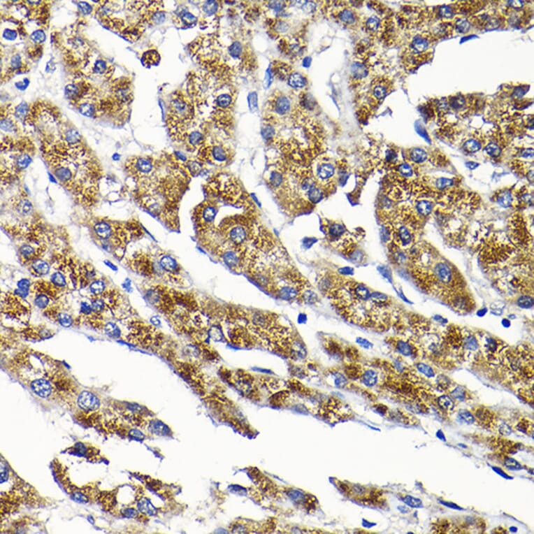 Immunohistochemistry - Anti-Sly1 Antibody (A16272) - Antibodies.com