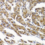 Immunohistochemistry - Anti-Sly1 Antibody (A16272) - Antibodies.com