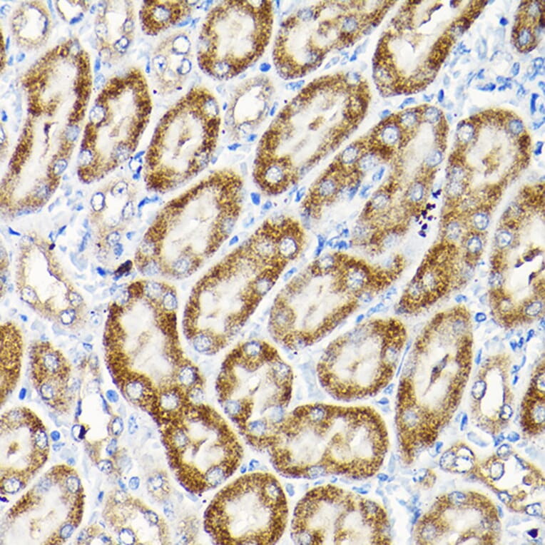 Immunohistochemistry - Anti-Sly1 Antibody (A16272) - Antibodies.com