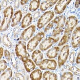 Immunohistochemistry - Anti-Sly1 Antibody (A16272) - Antibodies.com