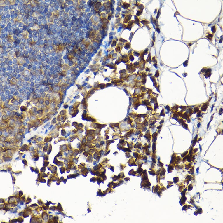 Immunohistochemistry - Anti-Sly1 Antibody (A16272) - Antibodies.com