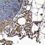 Immunohistochemistry - Anti-Sly1 Antibody (A16272) - Antibodies.com