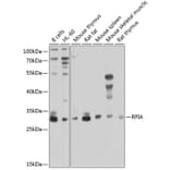 Western Blot - Anti-RPIA/PRI Antibody (A16273) - Antibodies.com