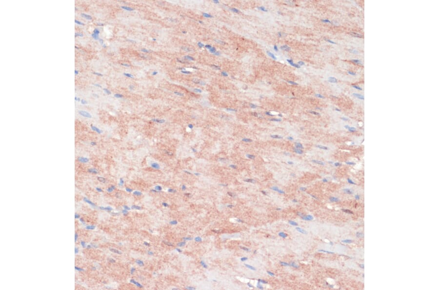 Immunohistochemistry - Anti-RPIA/PRI Antibody (A16273) - Antibodies.com