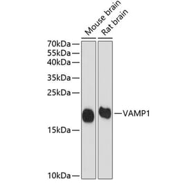 Western Blot - Anti-VAMP1 Antibody (A16275) - Antibodies.com