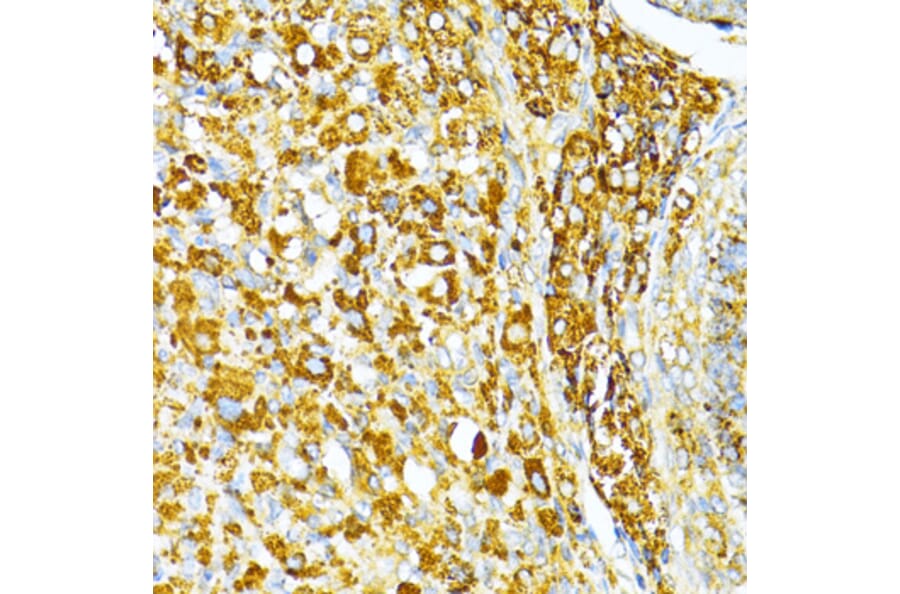Immunohistochemistry - Anti-VAMP1 Antibody (A16275) - Antibodies.com