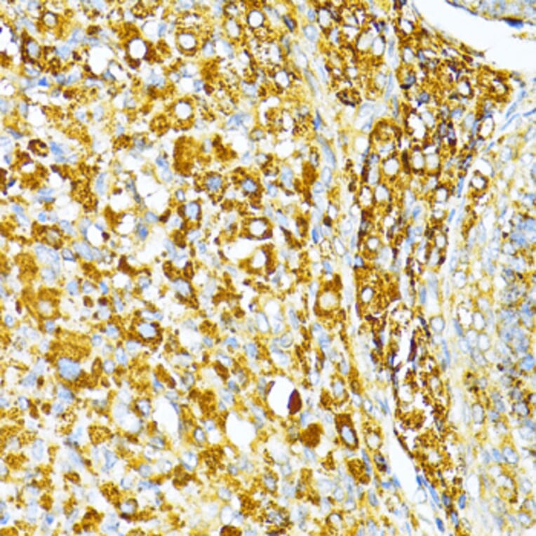 Immunohistochemistry - Anti-VAMP1 Antibody (A16275) - Antibodies.com