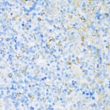 Immunohistochemistry - Anti-VAMP1 Antibody (A16275) - Antibodies.com