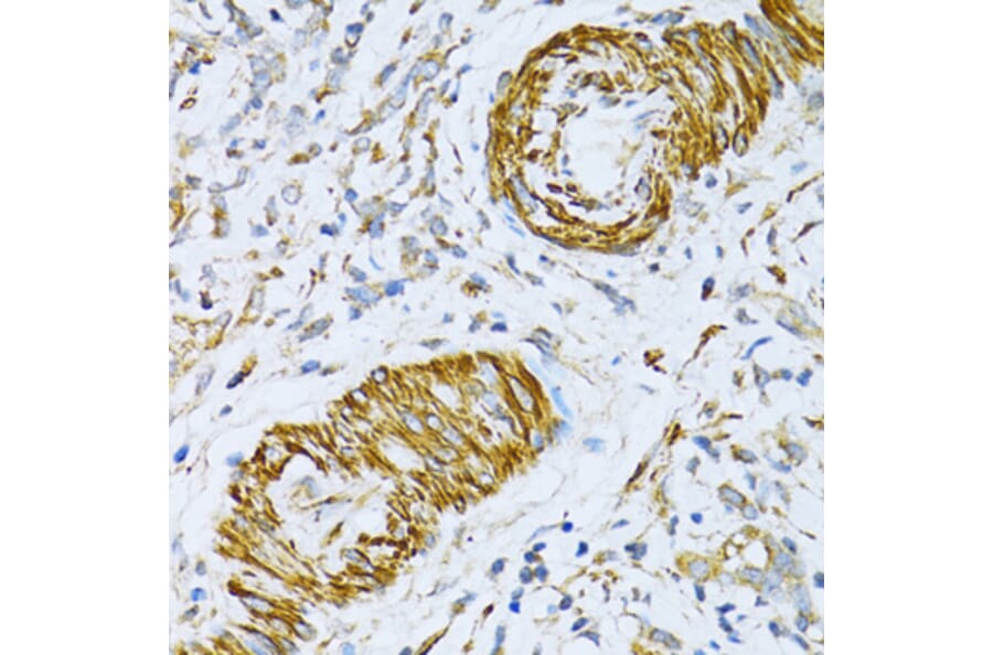 Immunohistochemistry - Anti-VAMP1 Antibody (A16275) - Antibodies.com