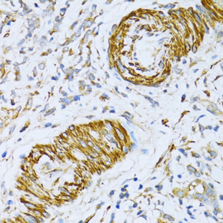 Immunohistochemistry - Anti-VAMP1 Antibody (A16275) - Antibodies.com