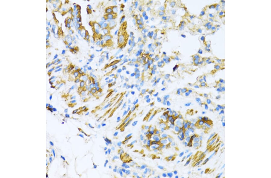 Immunohistochemistry - Anti-VAMP1 Antibody (A16275) - Antibodies.com