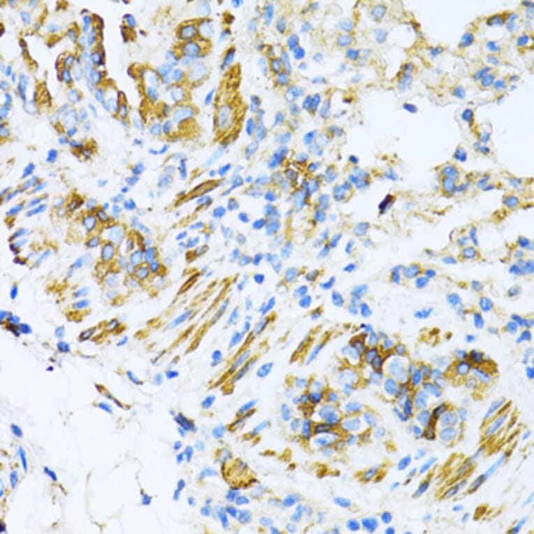 Immunohistochemistry - Anti-VAMP1 Antibody (A16275) - Antibodies.com