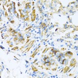 Immunohistochemistry - Anti-VAMP1 Antibody (A16275) - Antibodies.com