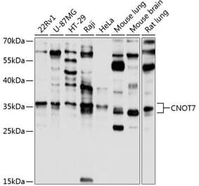 Western Blot - Anti-CNOT7 Antibody (A16278) - Antibodies.com