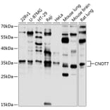 Western Blot - Anti-CNOT7 Antibody (A16278) - Antibodies.com