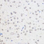 Immunohistochemistry - Anti-CNOT7 Antibody (A16278) - Antibodies.com