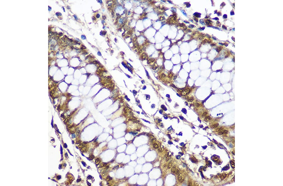 Immunohistochemistry - Anti-CNOT7 Antibody (A16278) - Antibodies.com