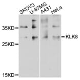 Western Blot - Anti-KLK8 Antibody (A8975) - Antibodies.com