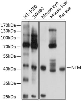 Western blot analysis of extracts of various cell lines, using Anti-NTM Antibody (A8994) at 1:1,000 dilution.
Secondary antibody: Goat Anti-Rabbit IgG (H+L) (HRP) (AS014) at 1:10,000 dilution.
Lysates / proteins: 25µg per lane.
Blocking buffer: 3% non-fat dry milk in TBST.
Detection: ECL Basic Kit (RM00020).
Exposure time: 5s.