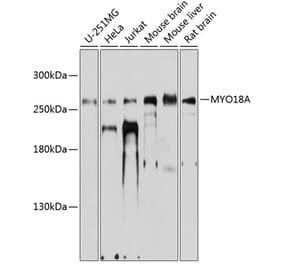 Western Blot - Anti-MYO18A Antibody (A16282) - Antibodies.com
