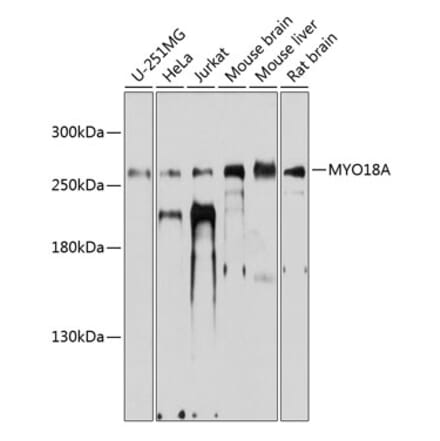 Western Blot - Anti-MYO18A Antibody (A16282) - Antibodies.com