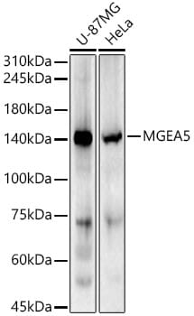 Western blot analysis of extracts of various cell lines, using Anti-MGEA5 Antibody (A9033) at 1:1,000 dilution.
Secondary antibody: Goat Anti-Rabbit IgG (H+L) (HRP) (AS014) at 1:10,000 dilution.
Lysates / proteins: 25µg per lane.
Blocking buffer: 3% non-fat dry milk in TBST.
Detection: ECL Basic Kit (RM00020).
Exposure time: 10s.