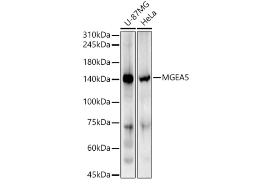 Western Blot - Anti-MGEA5/OGA Antibody (A16283) - Antibodies.com
