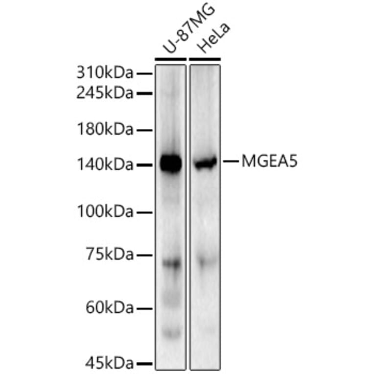 Western Blot - Anti-MGEA5/OGA Antibody (A16283) - Antibodies.com