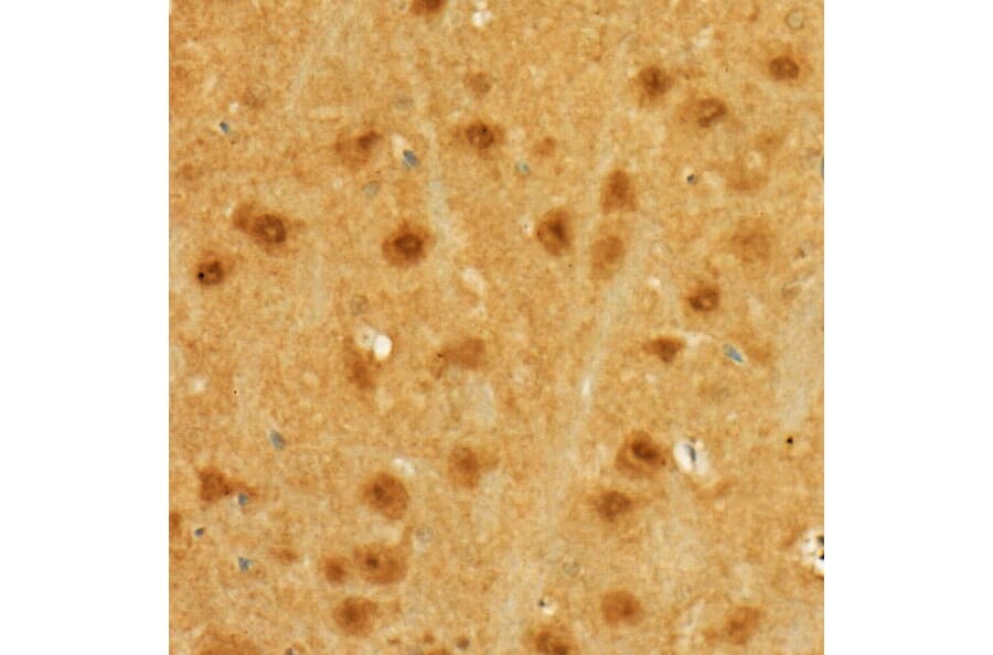 Immunohistochemistry - Anti-MGEA5/OGA Antibody (A16283) - Antibodies.com