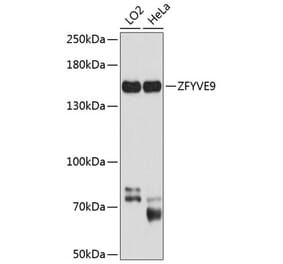 Western Blot - Anti-SARA Antibody (A16285) - Antibodies.com