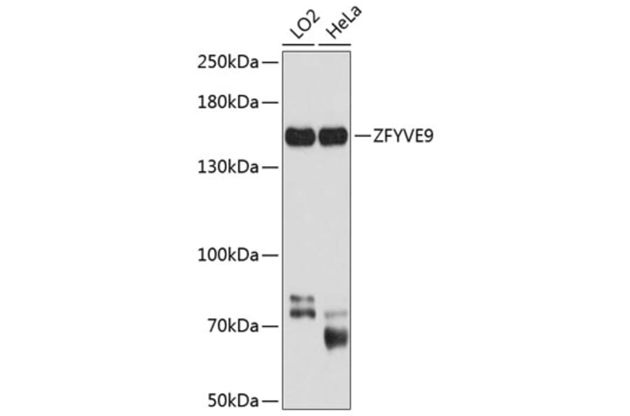 Western Blot - Anti-SARA Antibody (A16285) - Antibodies.com