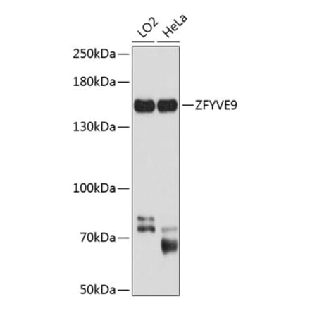 Western Blot - Anti-SARA Antibody (A16285) - Antibodies.com