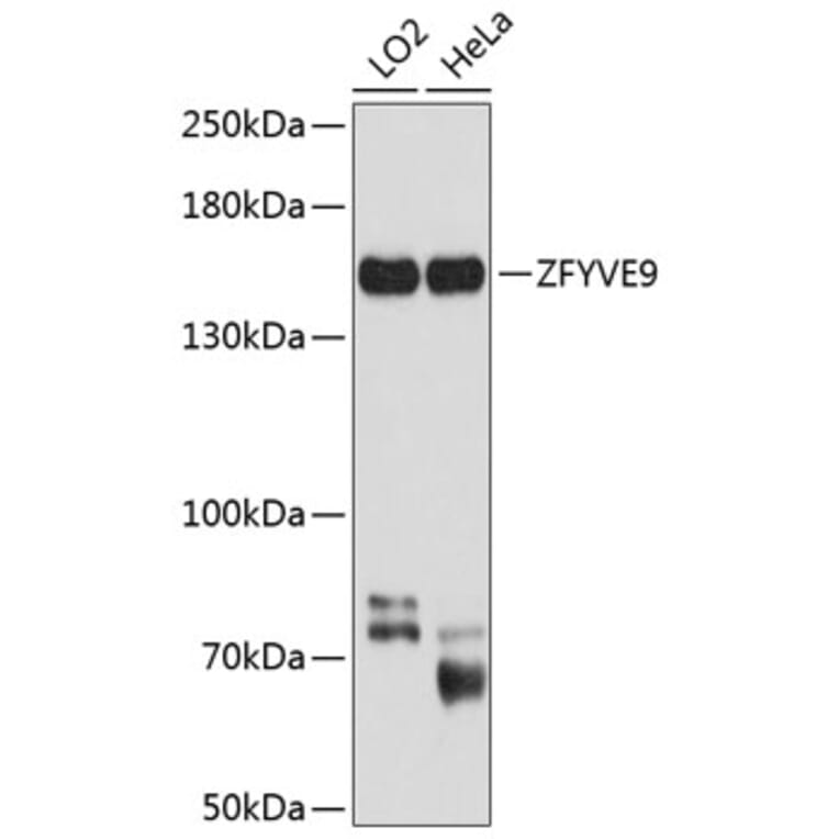 Western Blot - Anti-SARA Antibody (A16285) - Antibodies.com