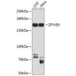 Western Blot - Anti-SARA Antibody (A16285) - Antibodies.com
