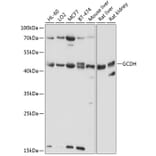 Western Blot - Anti-GCDH/GCD Antibody (A16287) - Antibodies.com