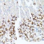 Immunohistochemistry - Anti-GPM6A Antibody (A16288) - Antibodies.com
