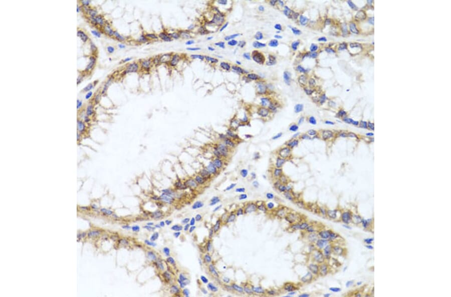 Immunohistochemistry - Anti-GPM6A Antibody (A16288) - Antibodies.com