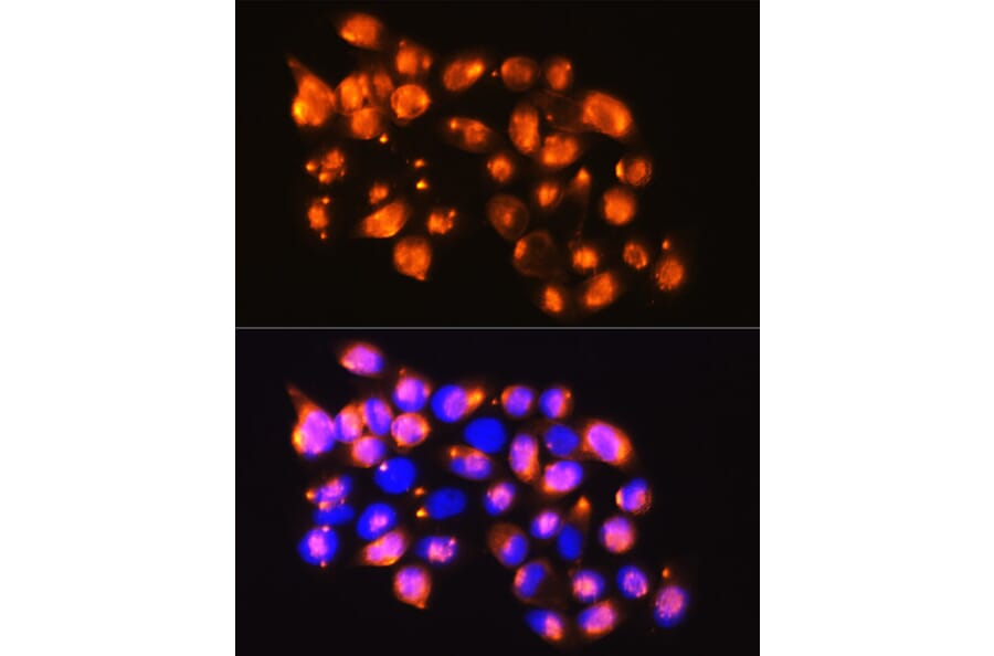 Immunofluorescence - Anti-EPB41L2 Antibody (A16291) - Antibodies.com