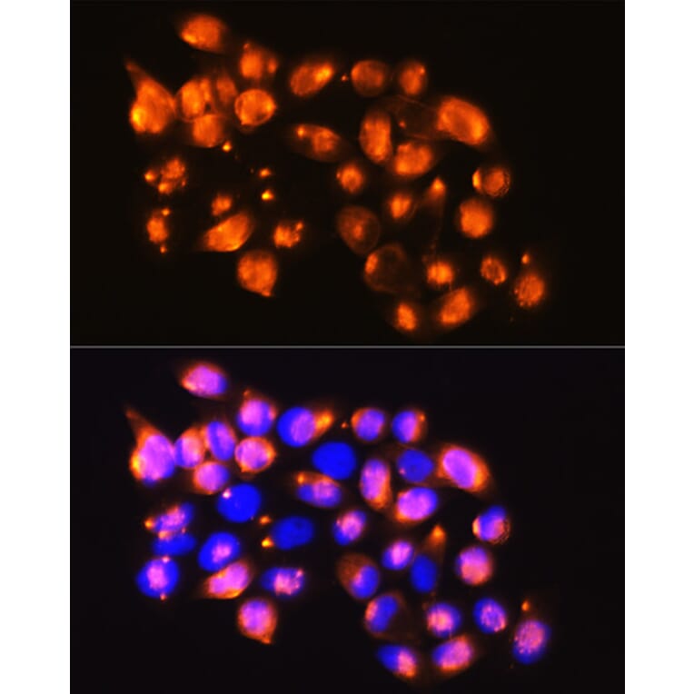 Immunofluorescence - Anti-EPB41L2 Antibody (A16291) - Antibodies.com