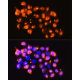 Immunofluorescence - Anti-EPB41L2 Antibody (A16291) - Antibodies.com