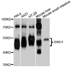 Western Blot - Anti-SMU1 Antibody (A9110) - Antibodies.com