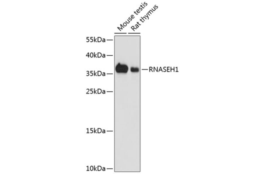 Western Blot - Anti-RNase H1/RNH1 Antibody (A16294) - Antibodies.com